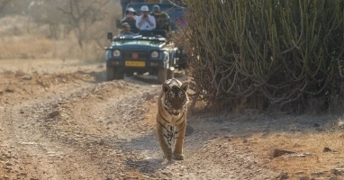 Six-Night (6) India Golden Triangle Tour with Ranthambore